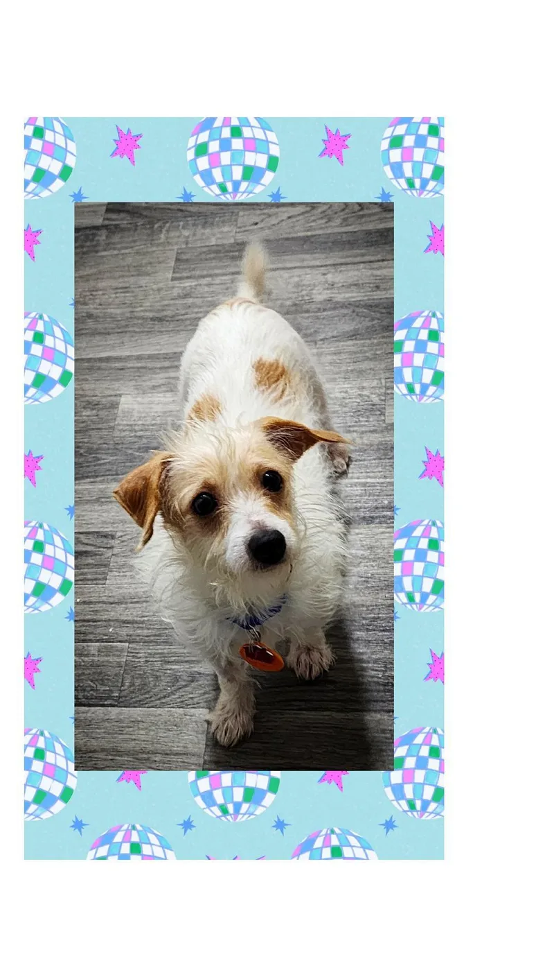 A young small-sized male White / Cream Terrier dog named Tater for adoption in Lake Geneva, WI
