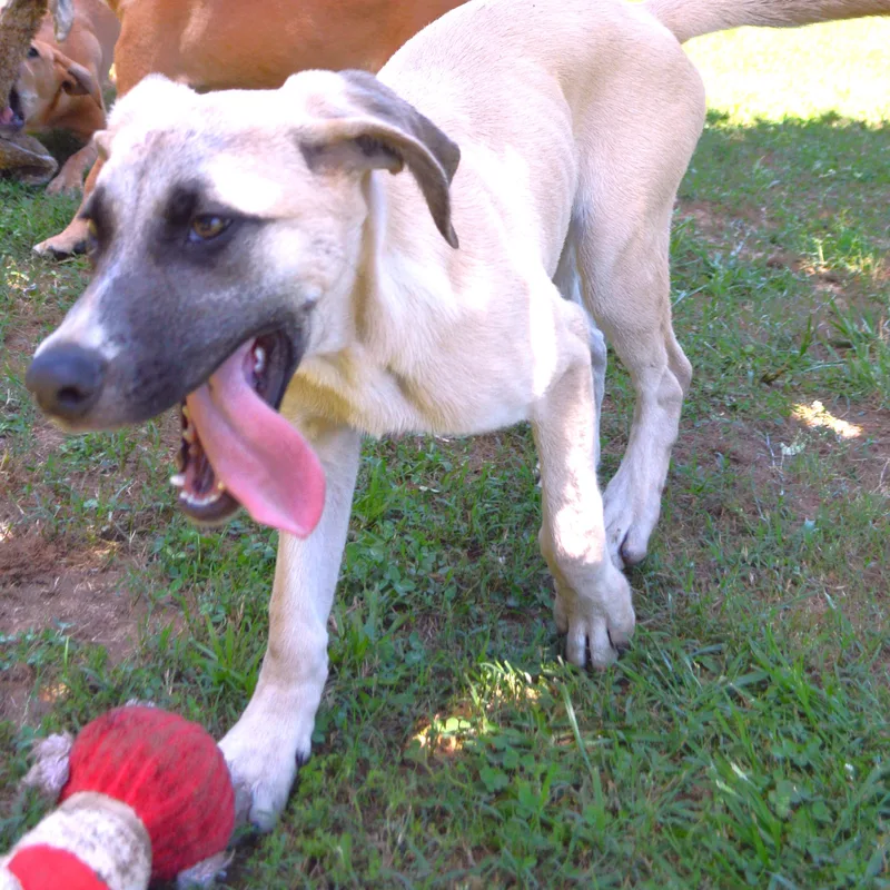 An adult medium-sized male Yellow / Tan / Blond / Fawn Rhodesian Ridgeback dog named Mikko for adoption in Athens, AL