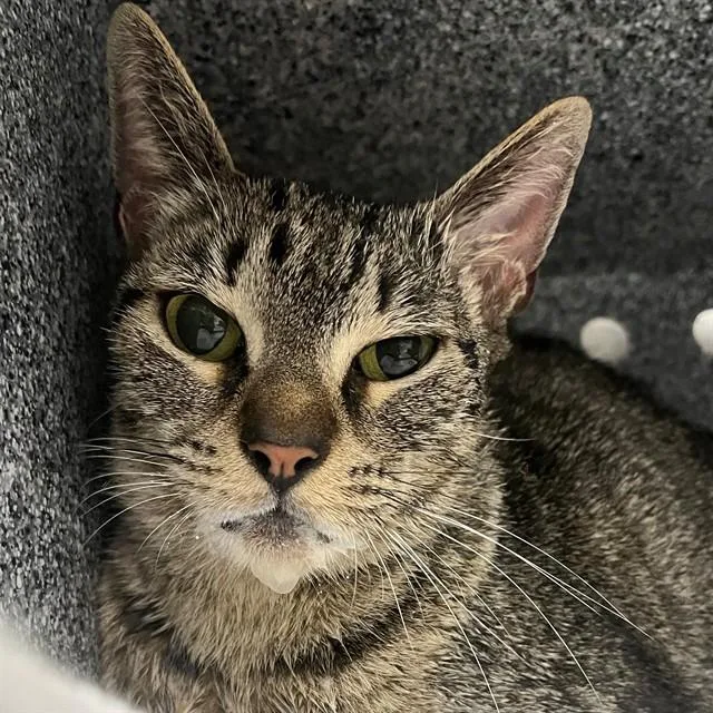 A young medium-sized female Domestic Short Hair cat named Posey for adoption in Naples, FL