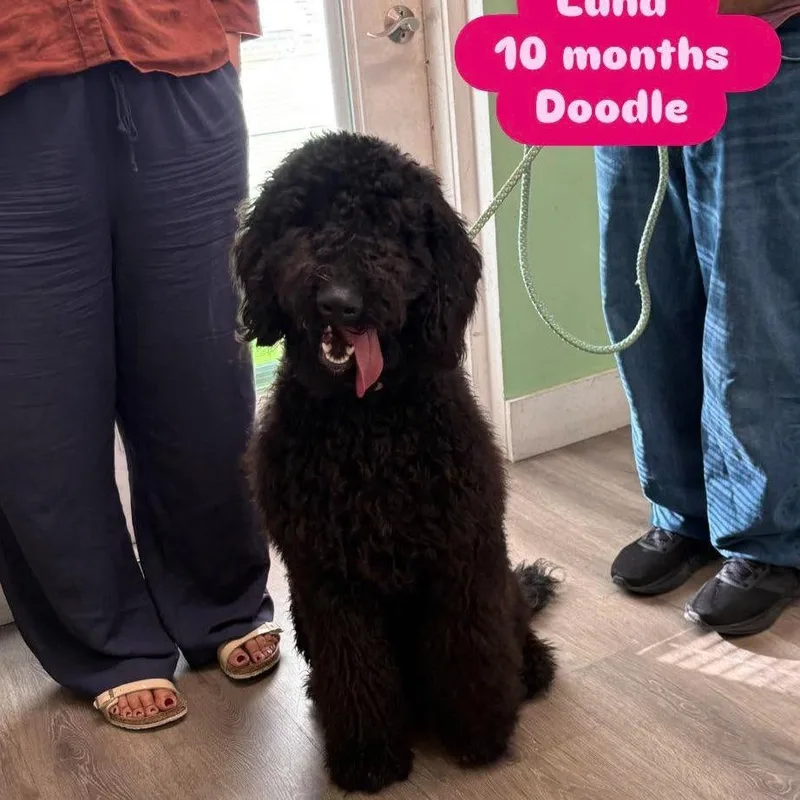 A young medium-sized female Black Standard Poodle dog named Luna for adoption in Tampa, FL
