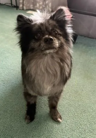 Ziggy
