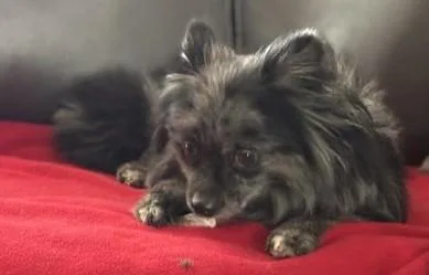 Ziggy thumbnail 3