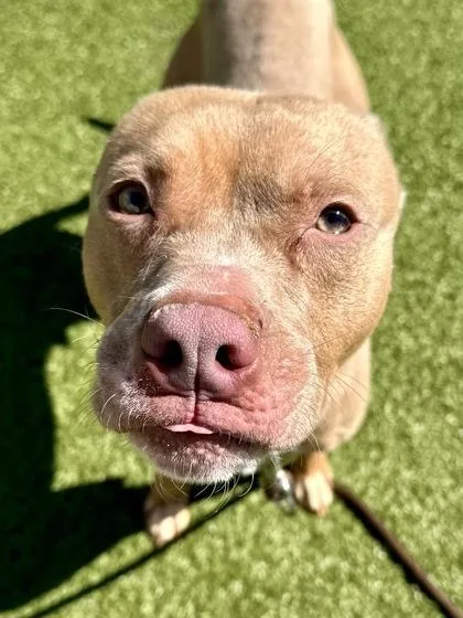 A young medium-sized male Yellow / Tan / Blond / Fawn Mixed Breed dog named Cloud Shaped Button for adoption in Wichita, KS