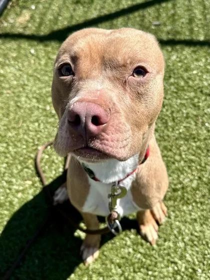 Cloud Shaped Button thumbnail 3