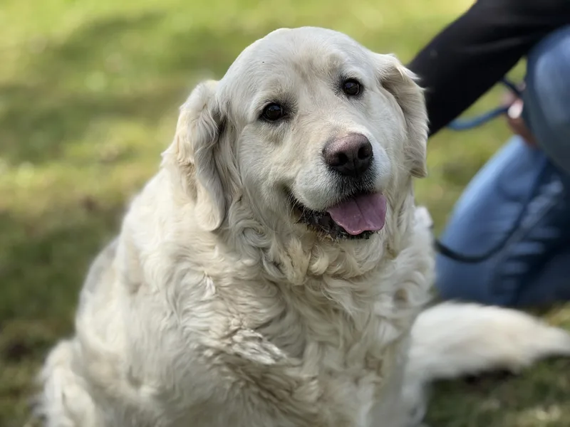 An adult large-sized female White / Cream Golden Retriever dog named Daisy for adoption in Meherrin, VA