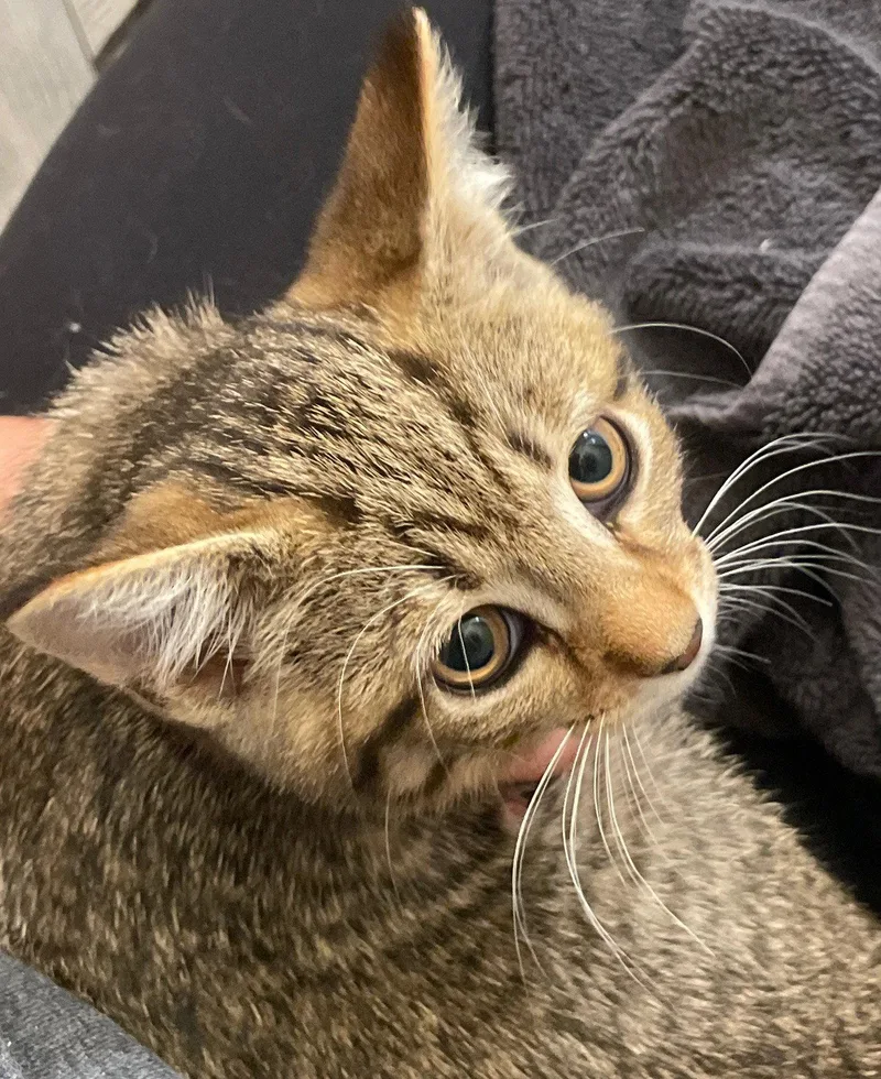 A baby medium-sized female Tabby cat named Maybelle for adoption in Island Lake, IL