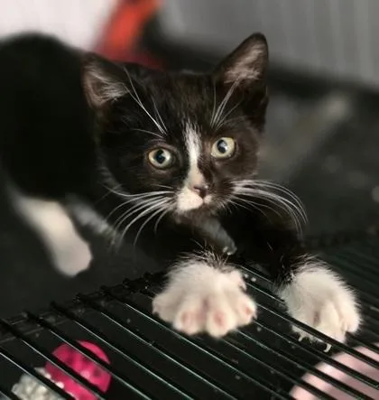 A baby small-sized female Domestic Short Hair cat named Serena for adoption in Verona, WI