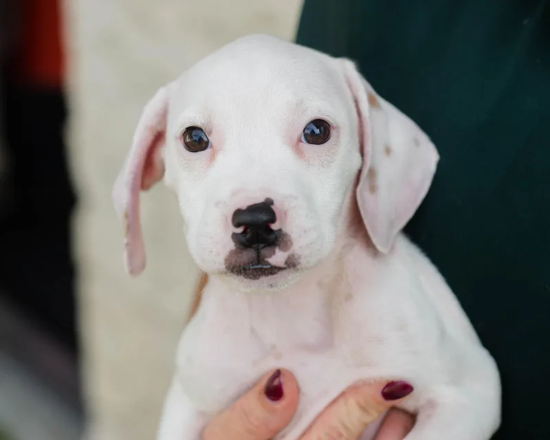 A baby medium-sized female Hound dog named Inkblot for adoption in Mont Belvieu, TX