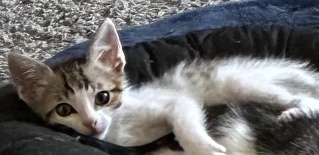 A baby small-sized male Domestic Short Hair cat named Johnny for adoption in Modesto, CA