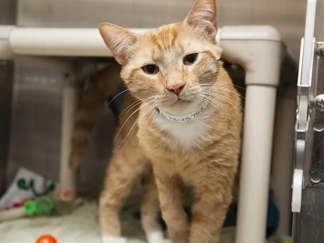 An adult medium-sized male Domestic Short Hair cat named Cheez It for adoption in Phoenix, AZ