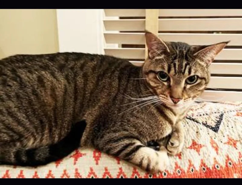 Sweet Seven thumbnail 2