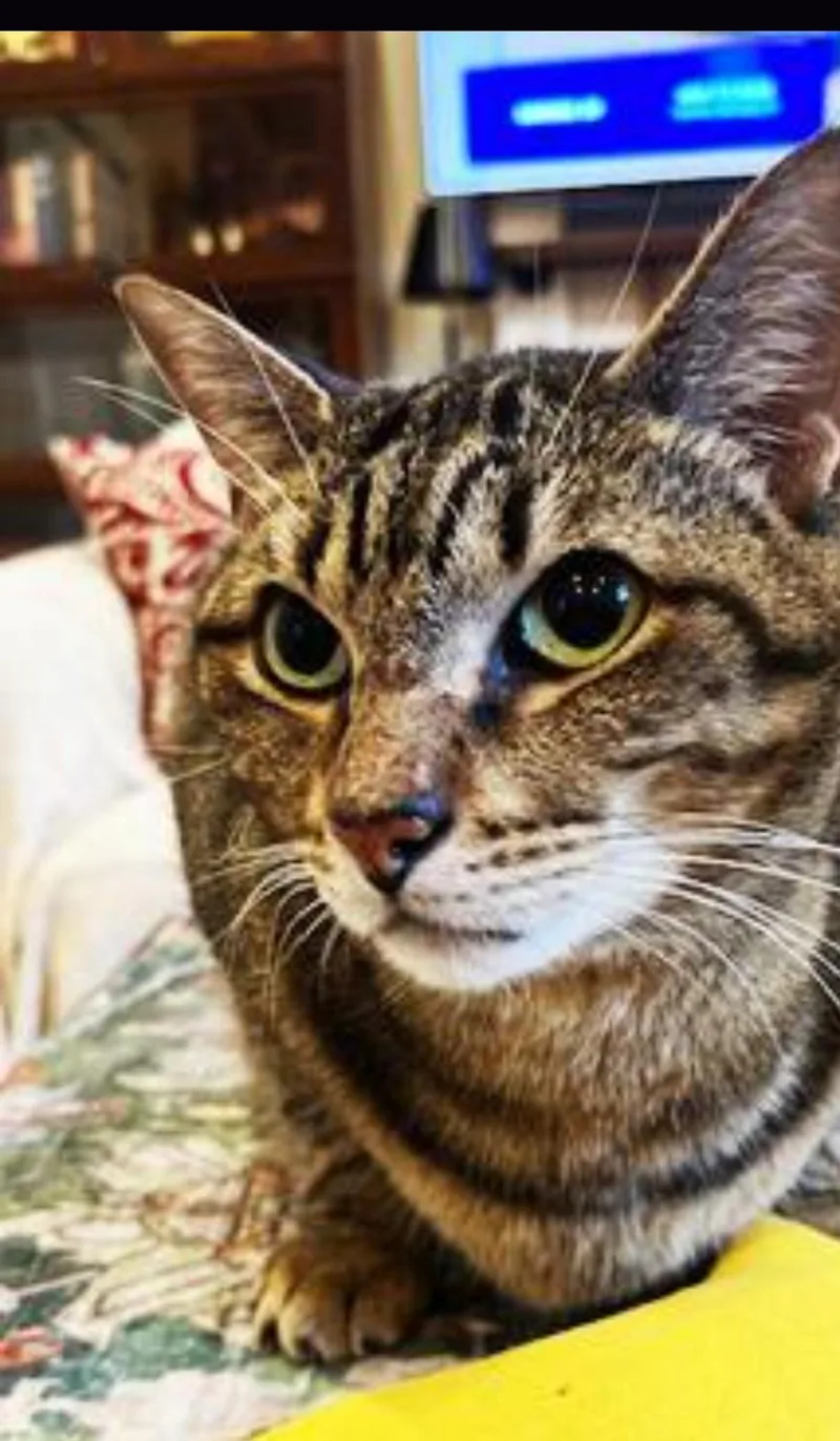 Sweet Seven thumbnail 5