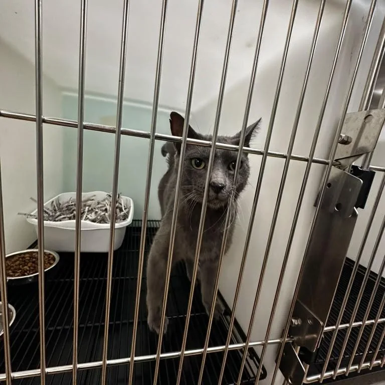 An adult medium-sized male Domestic Short Hair cat named Mounds for adoption in Gadsden, AL