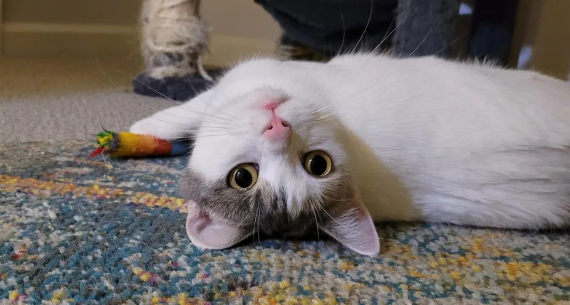 Marilyn "meow" thumbnail 2