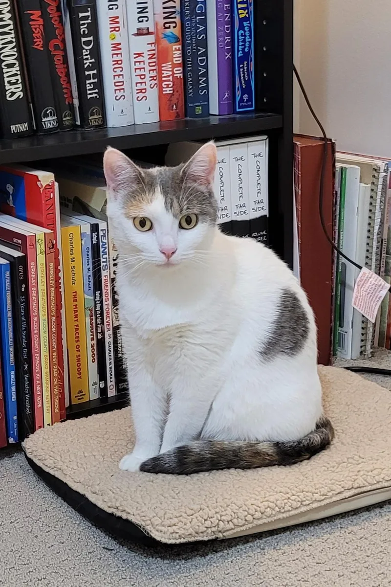 Marilyn "meow" thumbnail 3