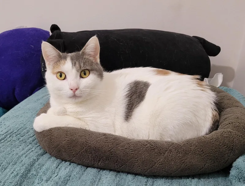 Marilyn "meow" thumbnail 4