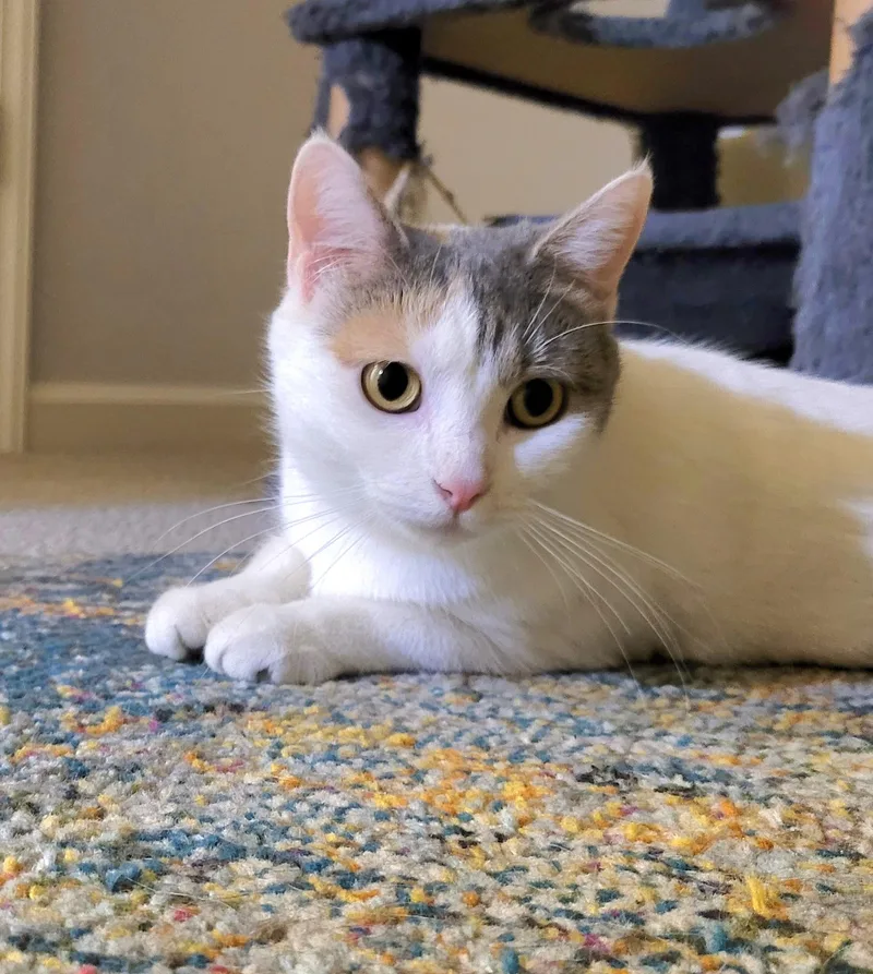 Marilyn "meow" thumbnail 5