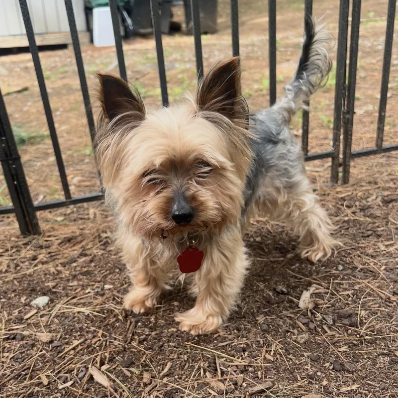 An adult small-sized male Gray / Blue / Silver Yorkshire Terrier dog named Easton for adoption in Pelham, NH