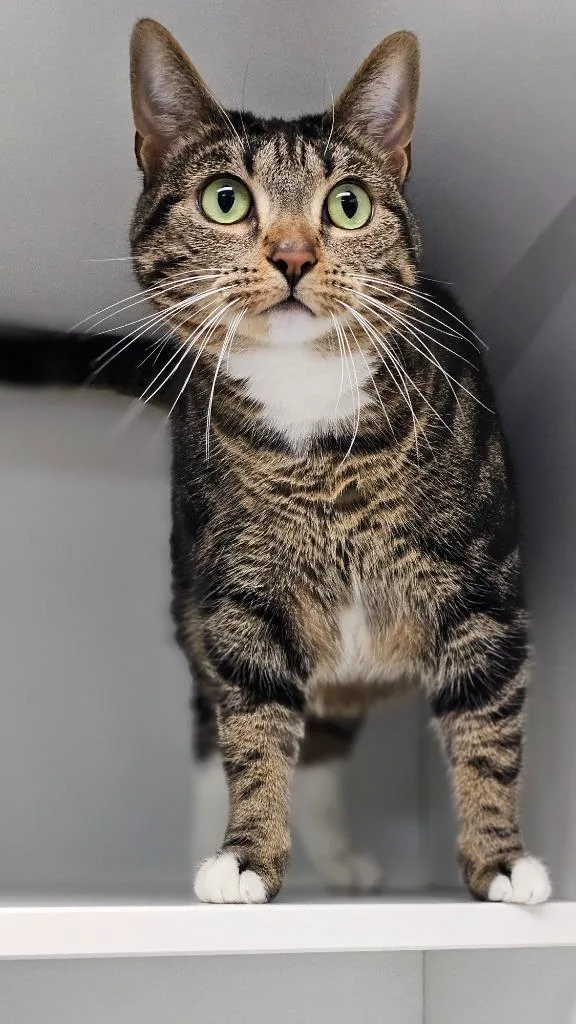 An adult medium-sized female Domestic Short Hair cat named Bella for adoption in Huntington, IN