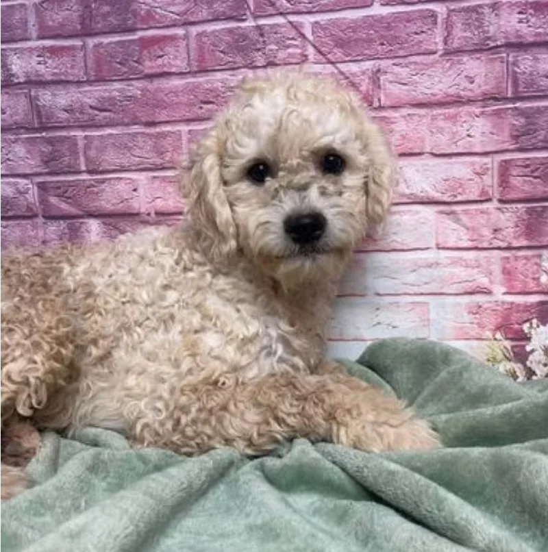 A young small-sized male Poodle dog named Dillinger for adoption in Sedalia, CO