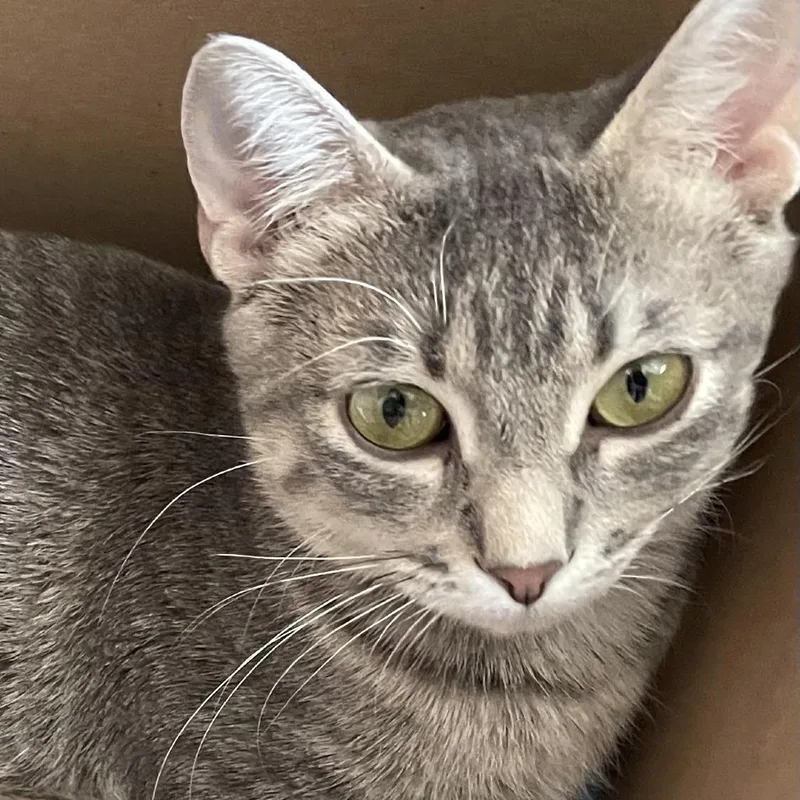 A young medium-sized female Gray / Blue / Silver Domestic Short Hair cat named Clue for adoption in St. Paul, MN