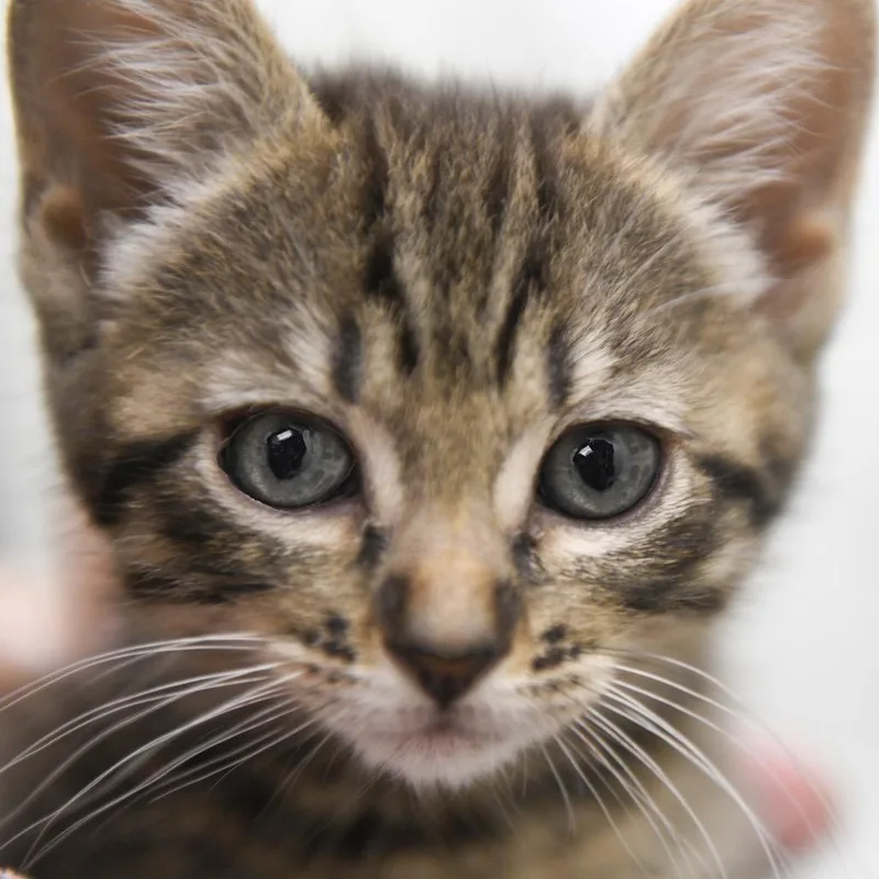 A baby small-sized male Brown / Chocolate Domestic Short Hair cat named Roam for adoption in Redwood City, CA
