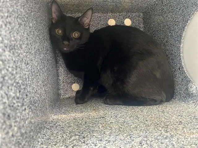 Nyx