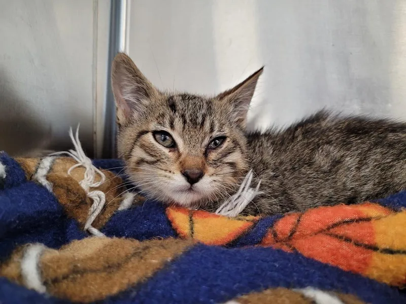 A baby medium-sized male Domestic Short Hair cat named Pepper for adoption in Logan, UT