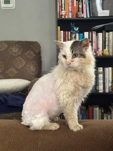 An adult large-sized male Domestic Short Hair cat named Raggedy for adoption in Columbus, IN