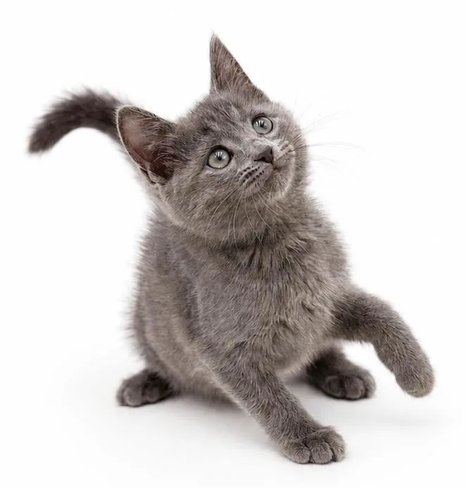 A baby small-sized female Gray / Blue / Silver Russian Blue cat named Echo  she is for adoption in Bedford Hills, NY
