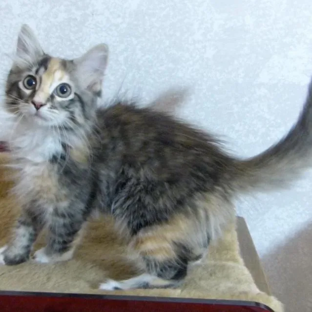Sophie thumbnail 2