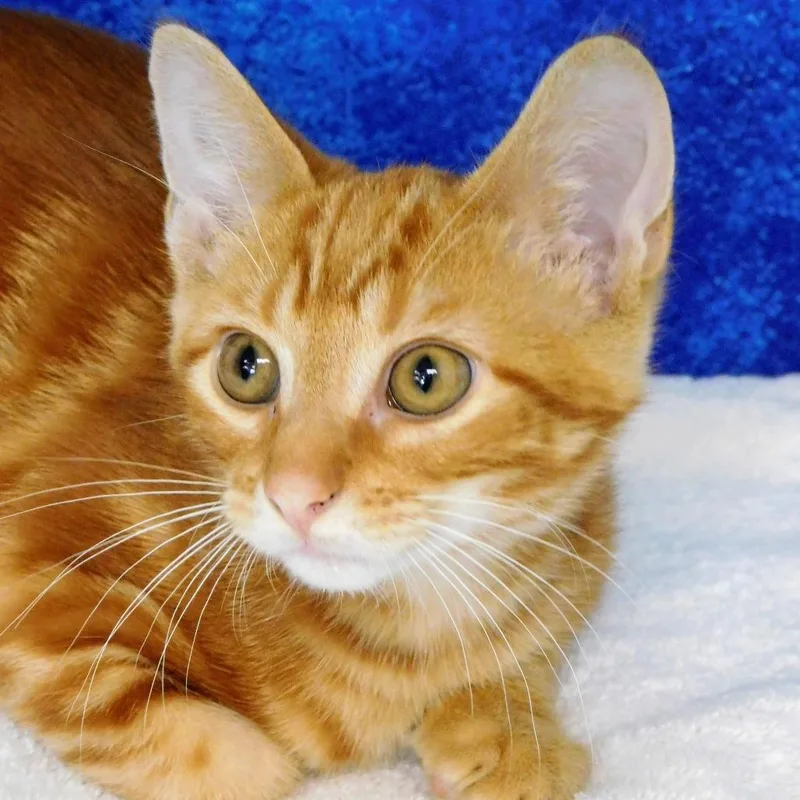 A young medium-sized male Domestic Short Hair cat named Wyatt for adoption in Canton, IL