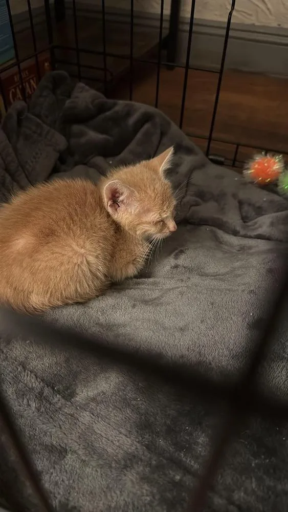 A baby small-sized male Orange & White Domestic Short Hair cat named 925 for adoption in Valley Stream, NY