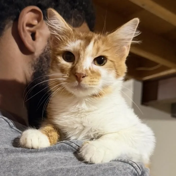 A baby small-sized female Orange / Red Domestic Short Hair cat named Ginger for adoption in Buffalo, MN