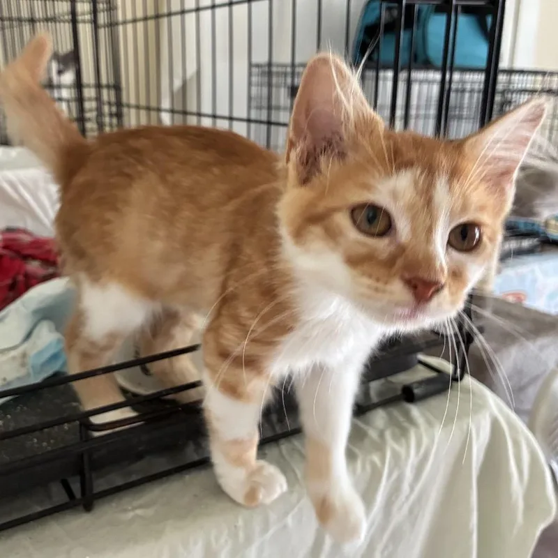 Ginger thumbnail 2
