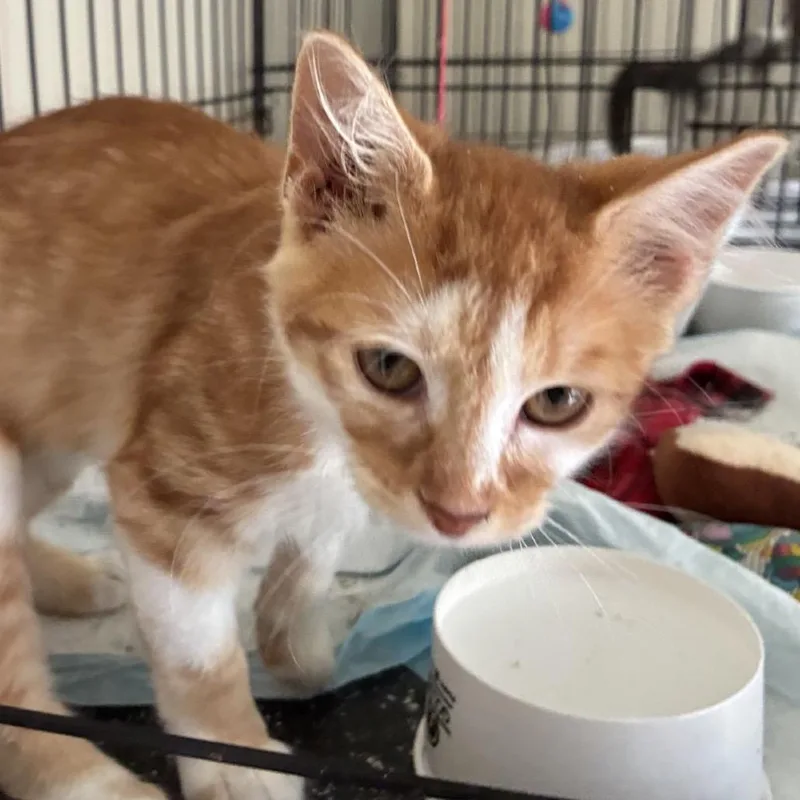 Ginger thumbnail 3