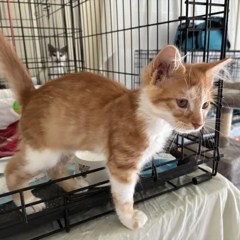 Ginger thumbnail 4