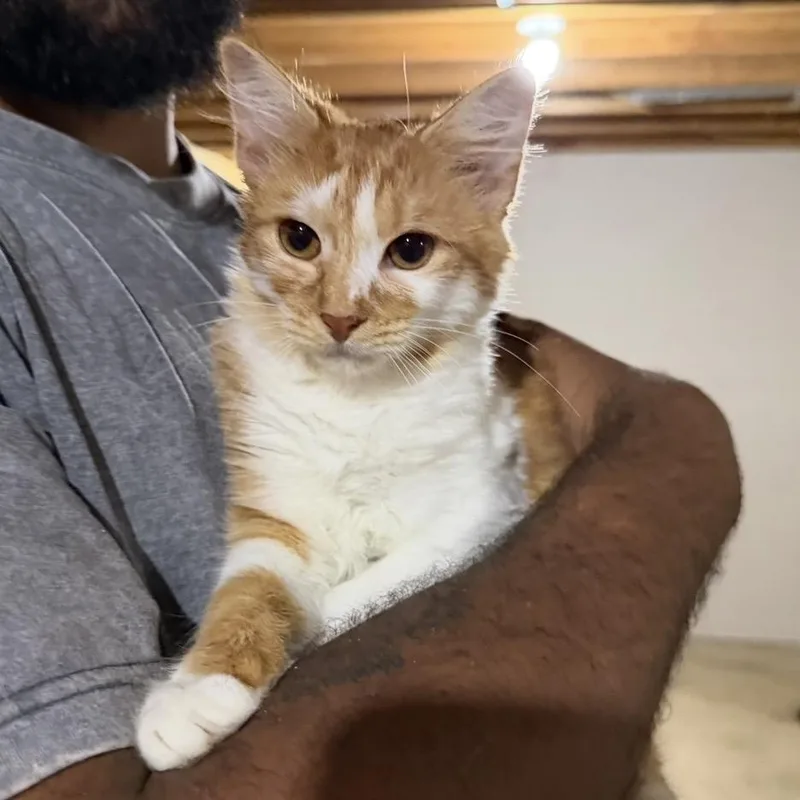 Ginger thumbnail 5