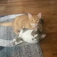 Morris Md thumbnail 3