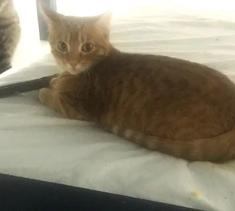 Morris Md thumbnail 4