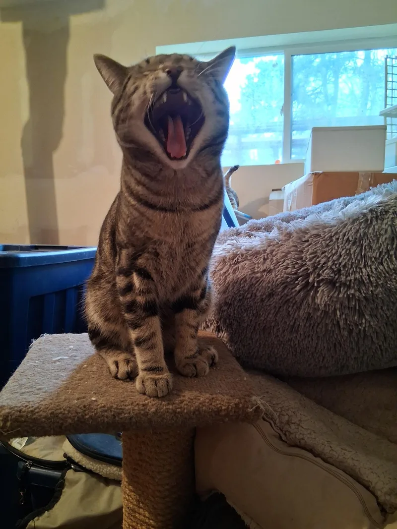 Iggyloustumpyblinky thumbnail 2