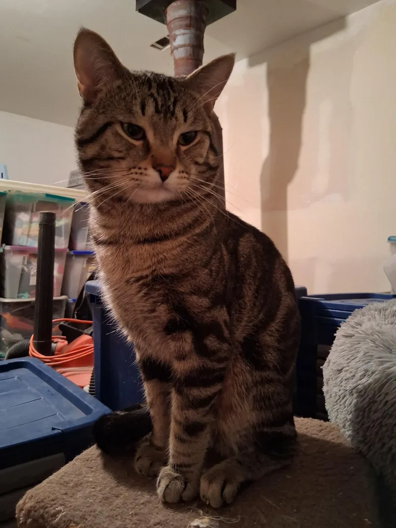 Iggyloustumpyblinky thumbnail 3