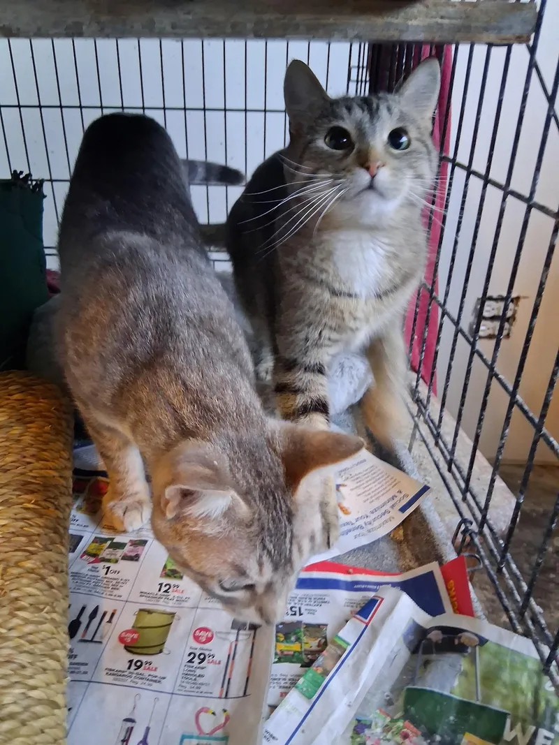 Iggyloustumpyblinky thumbnail 4