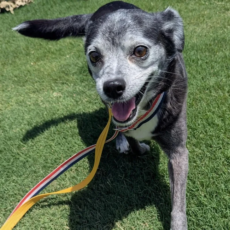 A senior small-sized female Black Puggle dog named Rodeo for adoption in Pelham, NH
