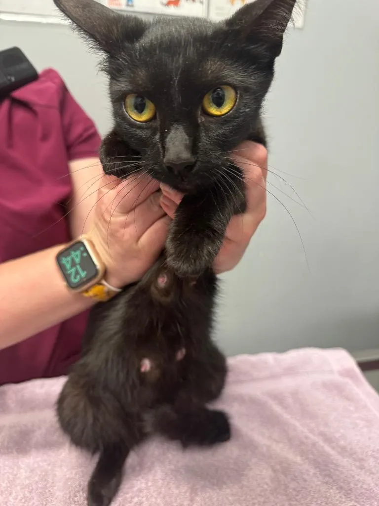 A young medium-sized female Domestic Short Hair cat named Butterfly for adoption in Bloomington, IN
