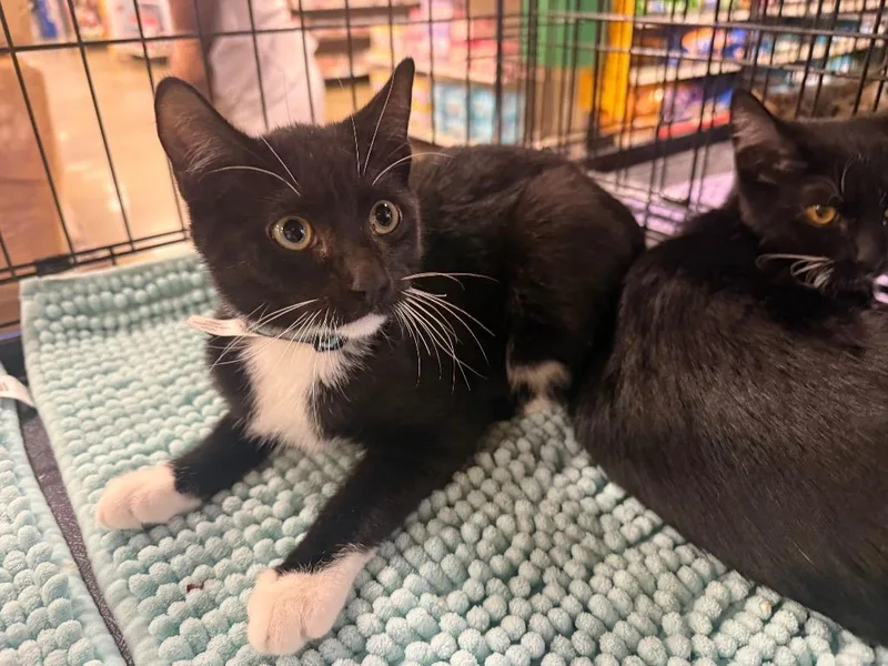 A baby large-sized male Domestic Short Hair cat named Truman for adoption in warrenville, SC