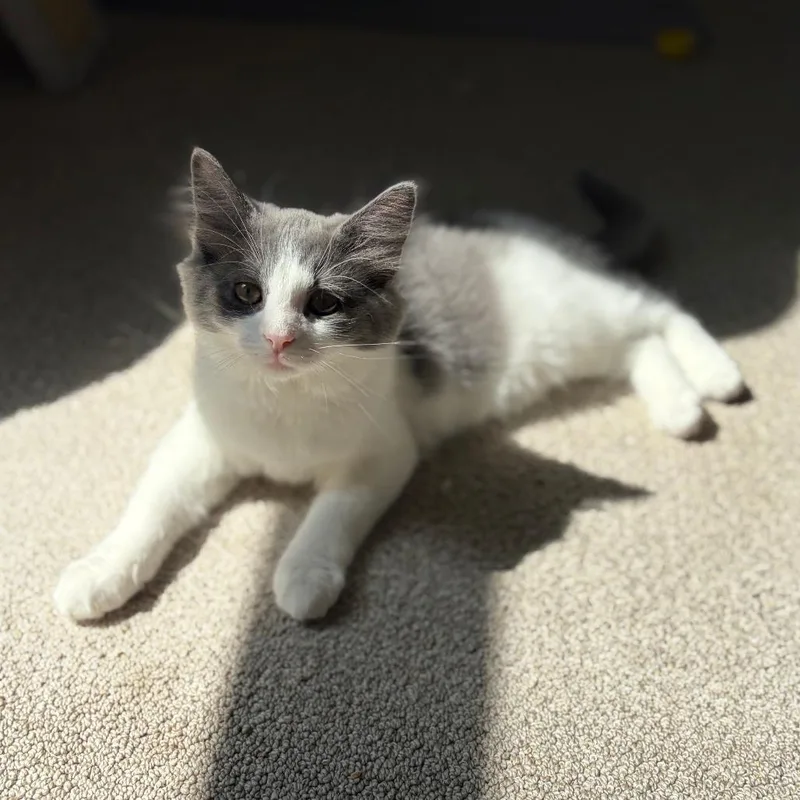 A baby small-sized male Gray / Blue / Silver Domestic Medium Hair cat named Frick for adoption in Gibsonia, PA
