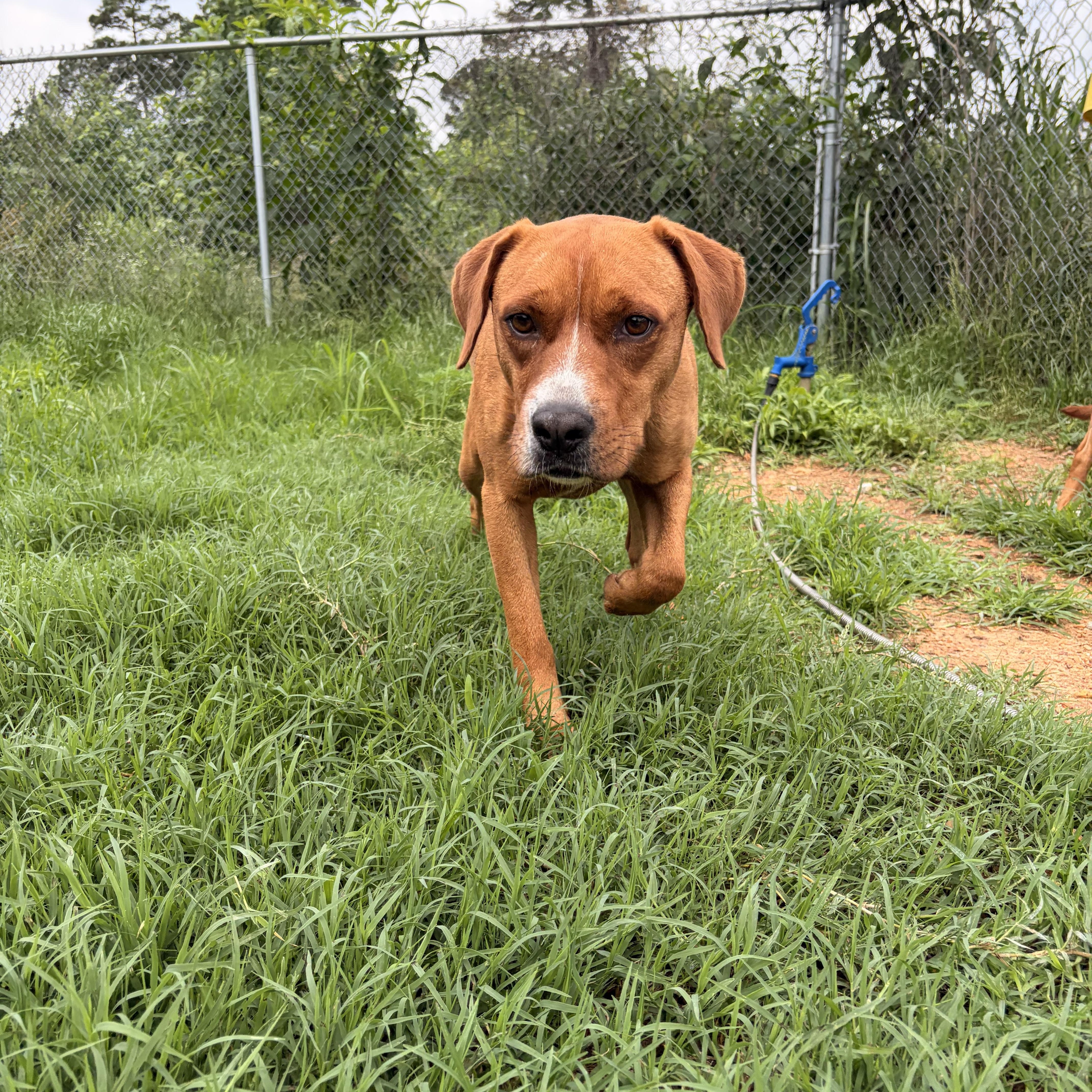 A young medium-sized female Red / Chestnut / Orange Mountain Cur dog named Kiwi for adoption in Melbourne, AR