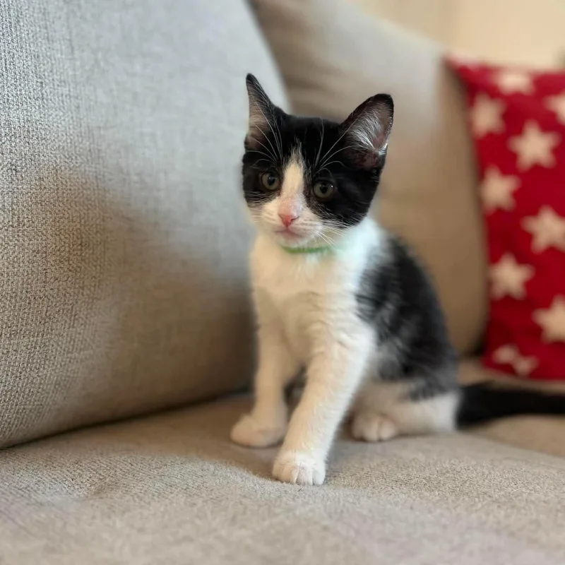 A baby medium-sized female Black Domestic Medium Hair cat named Ursa for adoption in Las Vegas, NV