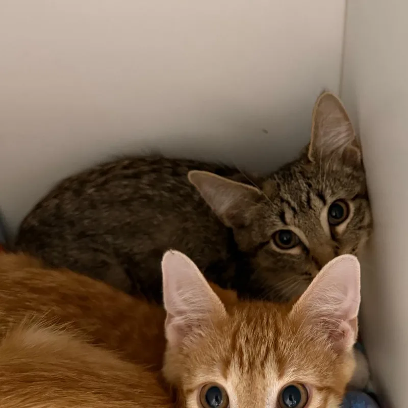 A baby small-sized male Brown / Chocolate Domestic Short Hair cat named Caprino for adoption in Kanab, UT